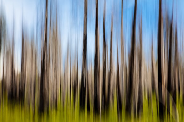 Burnt Trees Abstract 3