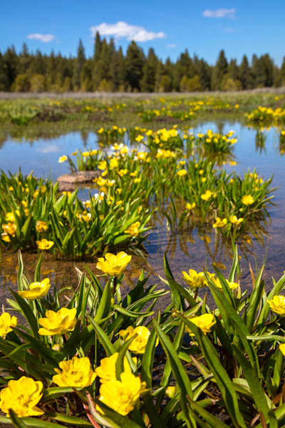 Buttercup Wildflowers 1