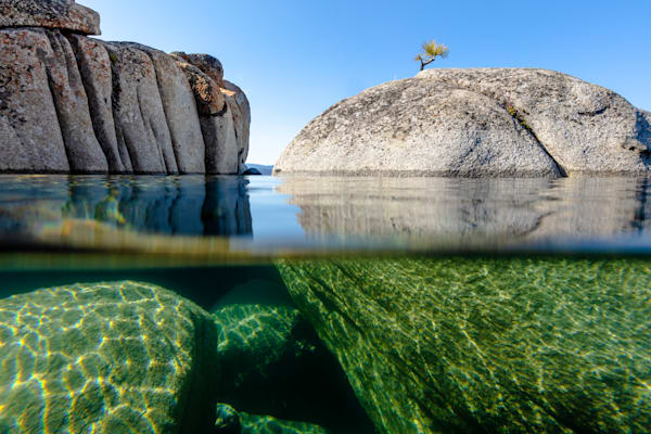 Bonsai Tree on Lake Tahoe Boulder 6