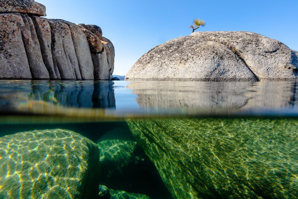 Bonsai Tree on Lake Tahoe Boulder 6