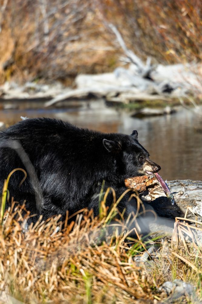 Black Bear at Taylor Creek 6