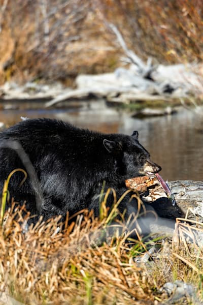 Black Bear at Taylor Creek 6