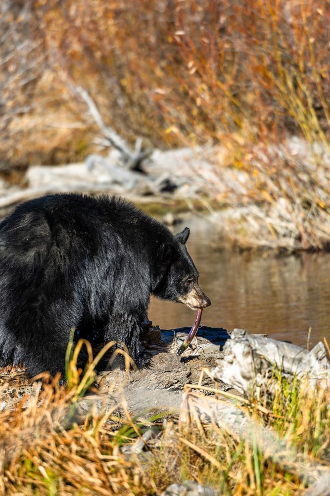 Black Bear at Taylor Creek 7