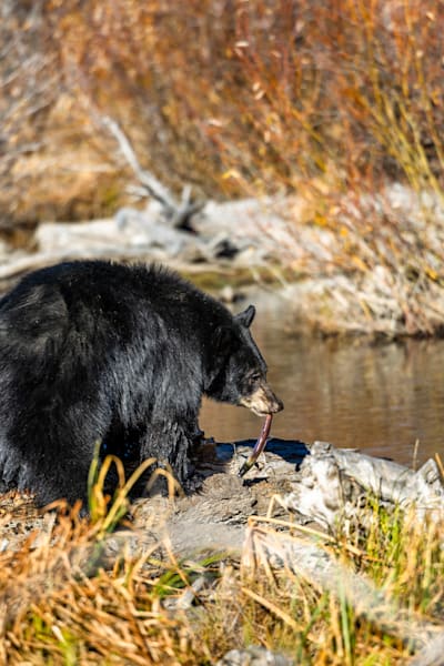 Black Bear at Taylor Creek 7
