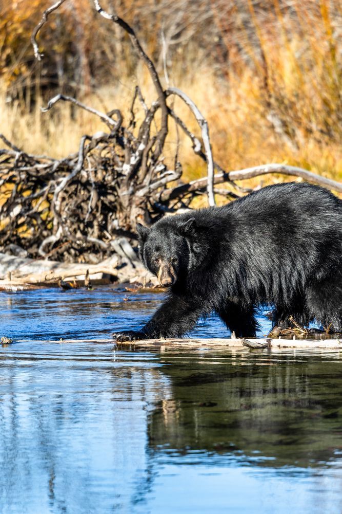 Black Bear at Taylor Creek 4