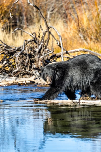 Black Bear at Taylor Creek 4