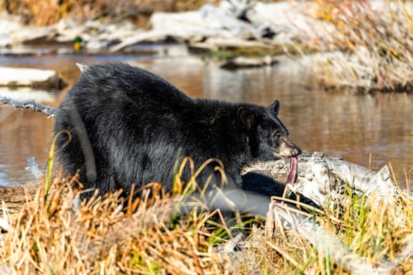 Black Bear at Taylor Creek 5