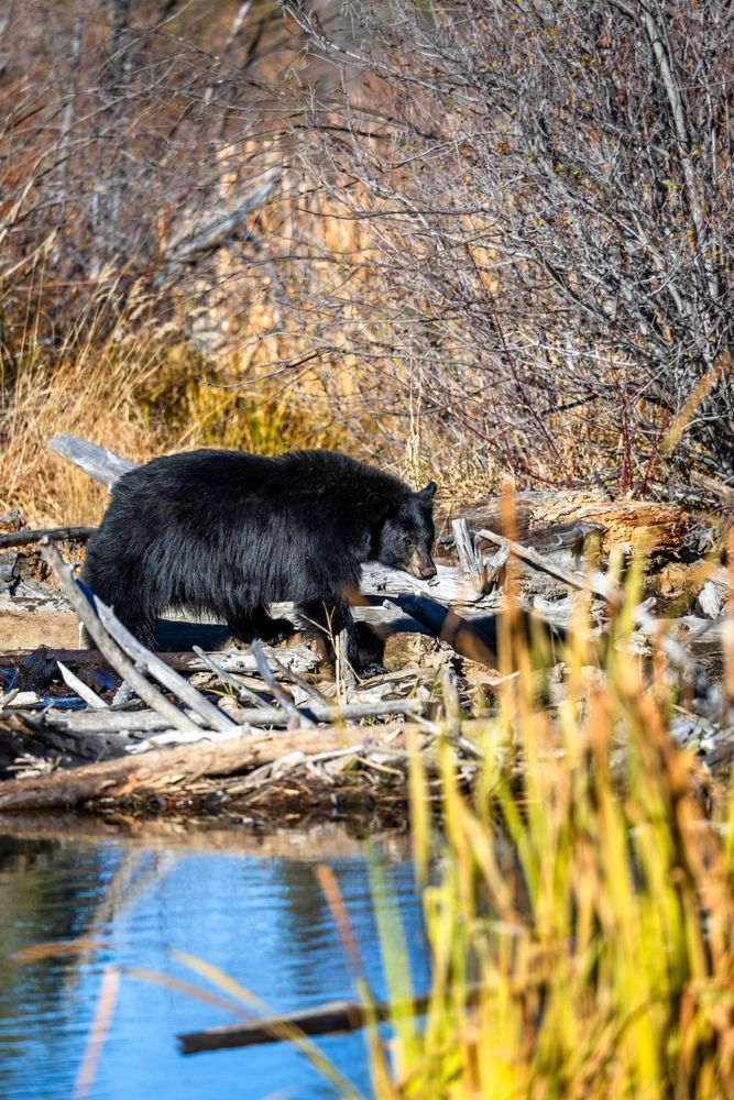 Black Bear at Taylor Creek 3