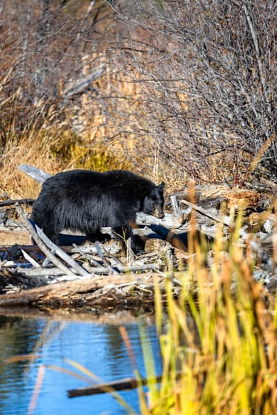 Black Bear at Taylor Creek 3