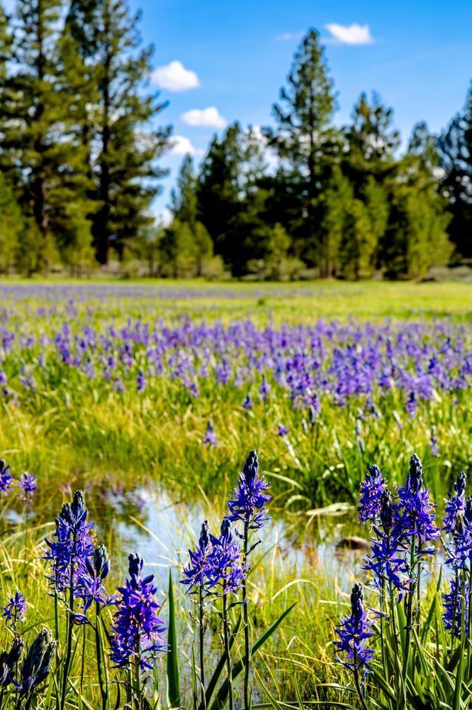 Camas Wildflower Bloom 1