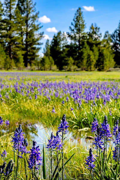 Camas Wildflower Bloom 1
