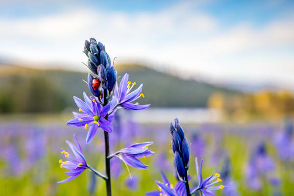 Camas at Sagehen Meadows 6