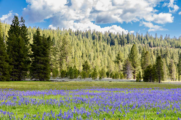 Camas at Sagehen Meadows 7