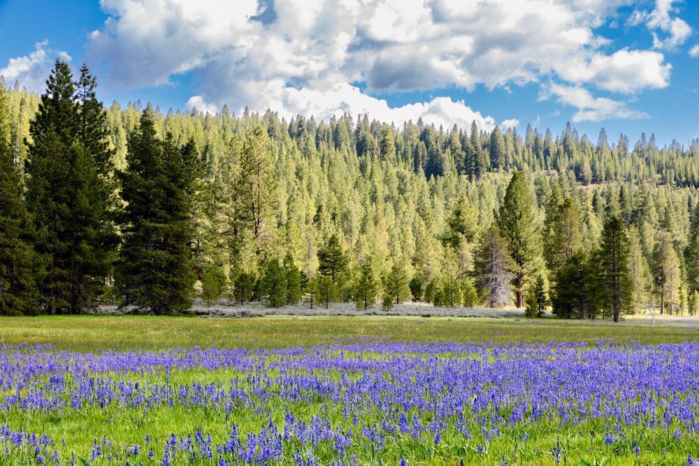 Camas at Sagehen Meadows 7