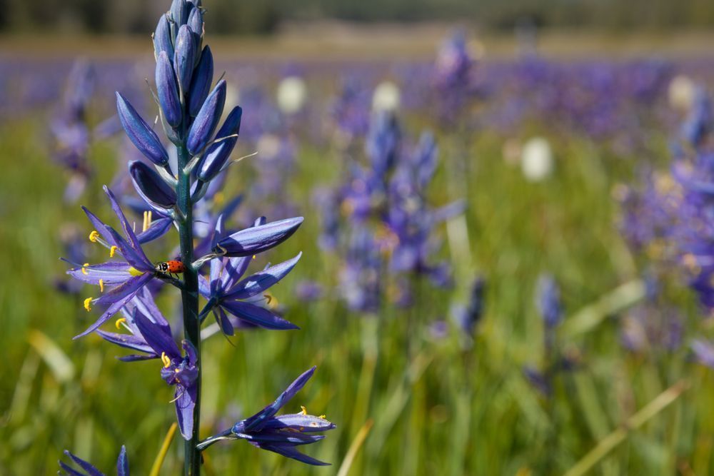 Camas at Sagehen Meadows 3