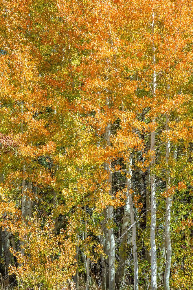 Autumn Aspens 8