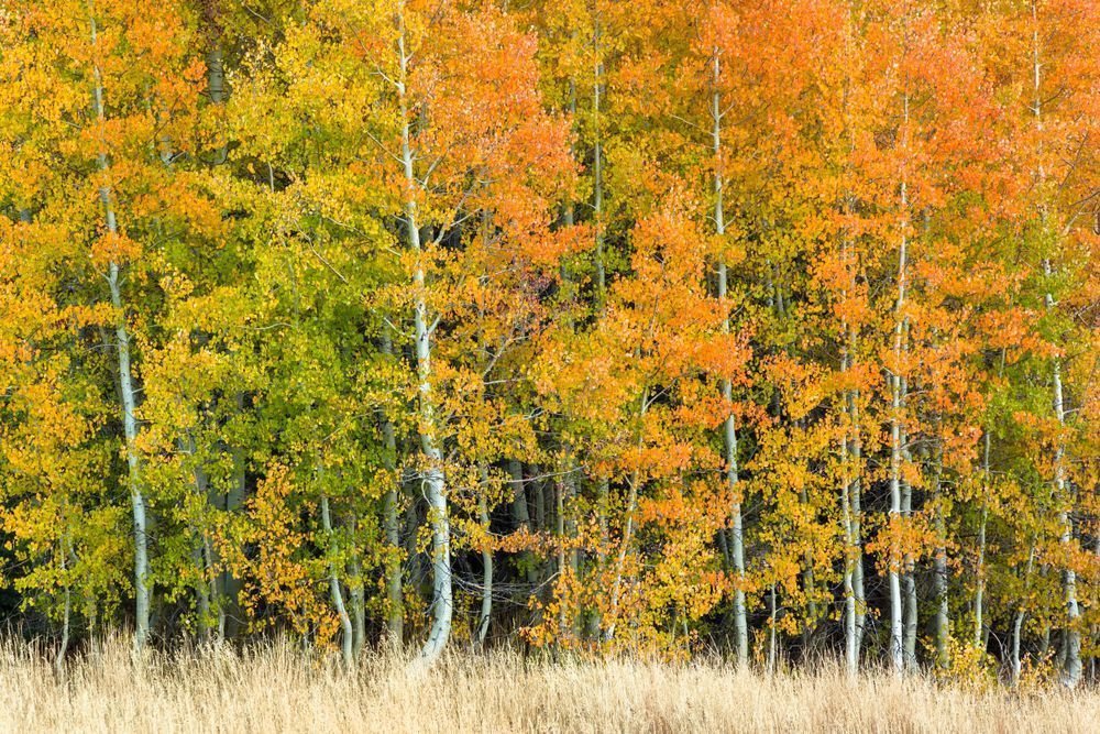 Autumn Aspens 4