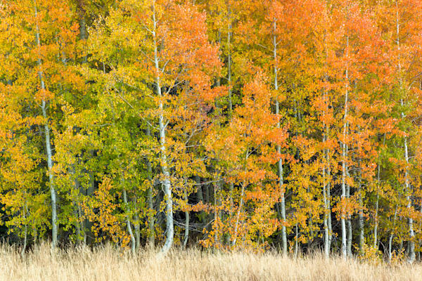 Autumn Aspens 4