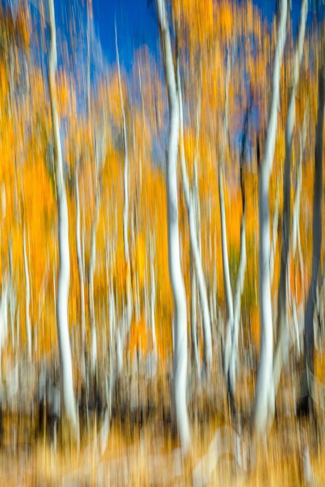 Autumn Abstract 1