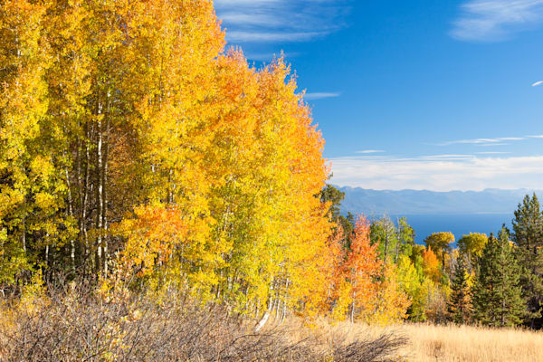 Aspens Above Lake Tahoe 2