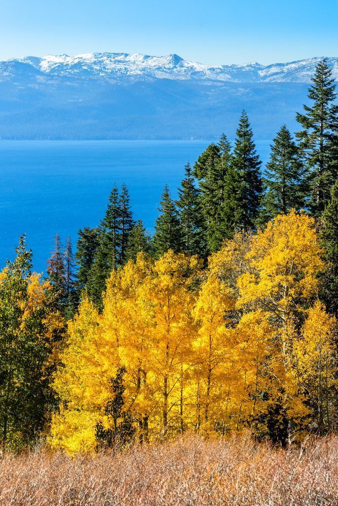 Aspens Above Lake Tahoe 24