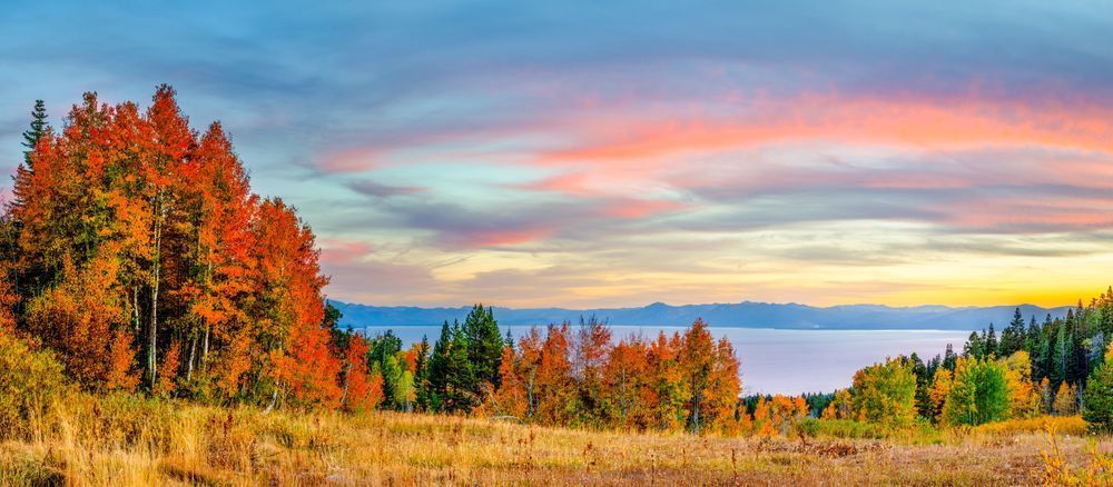 Aspens Above Lake Tahoe 20