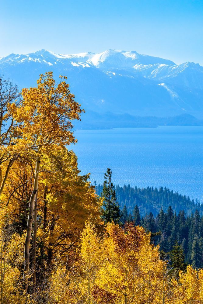 Aspens Above Lake Tahoe 23