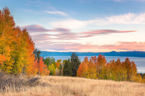 Aspens Above Lake Tahoe 3