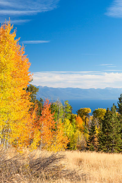 Aspens Above Lake Tahoe 1