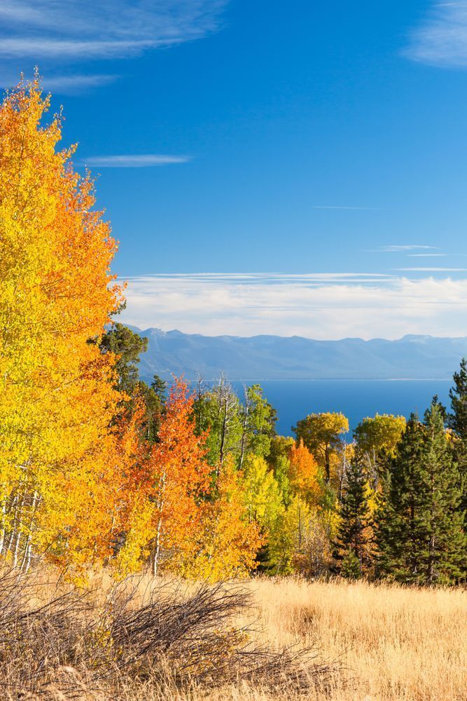 Aspens Above Lake Tahoe 1