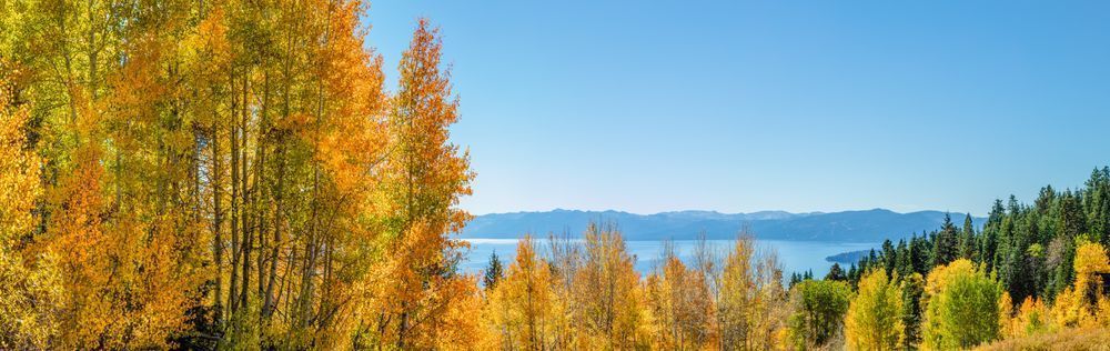 Aspens Above Lake Tahoe 17
