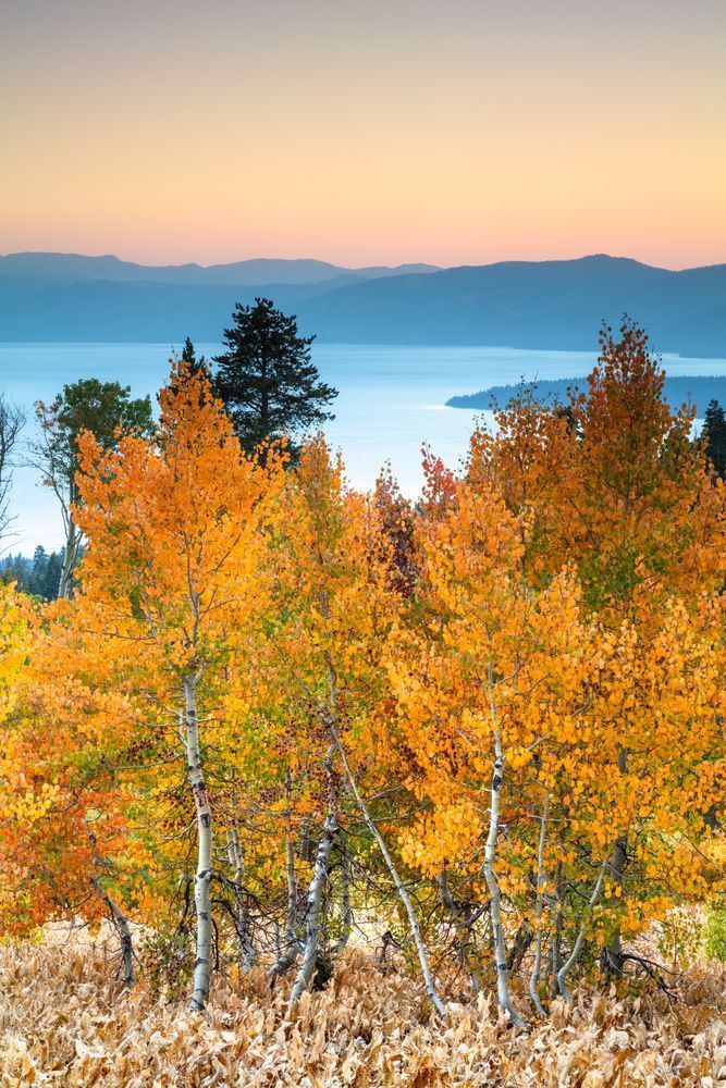 Aspens Above Lake Tahoe 12