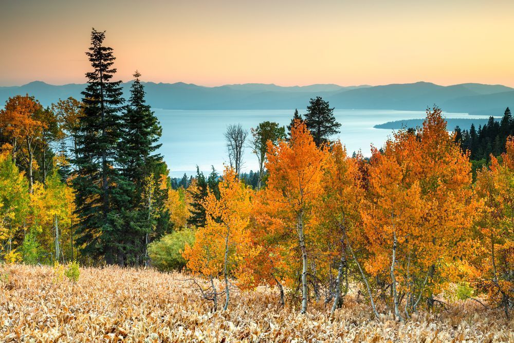 Aspens Above Lake Tahoe 13