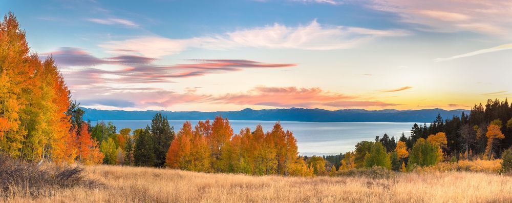 Aspens Above Lake Tahoe 4