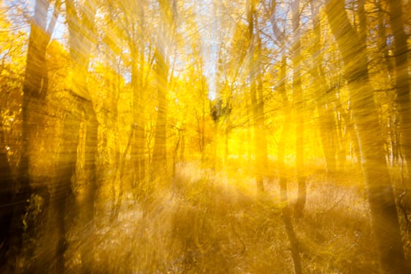 Aspen at Fredrick's Meadow 6