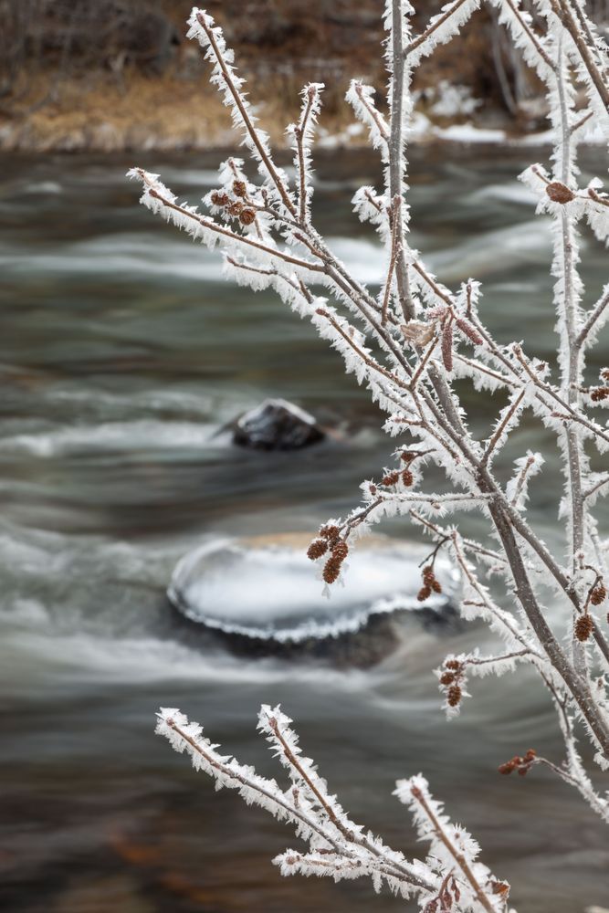 Frost at the Truckee River