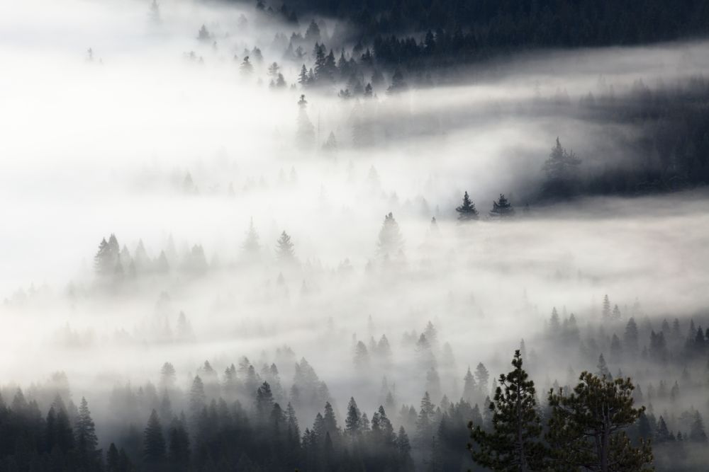 Fog in the Trees 1