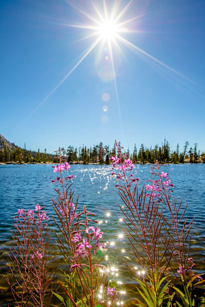 Fireweed at Paradise Lake 3