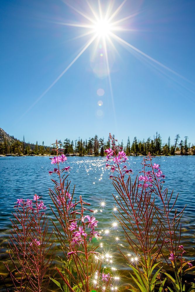 Fireweed at Paradise Lake 3