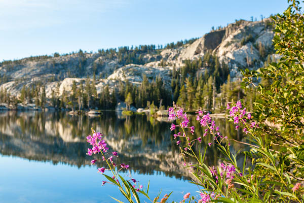 Fireweed at Paradise Lake 1