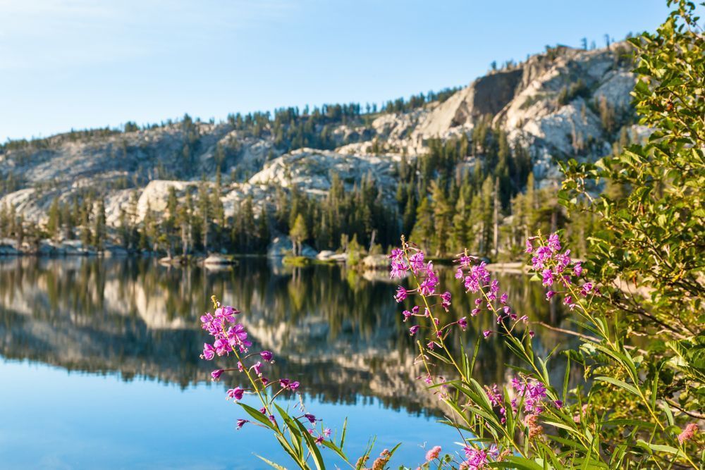 Fireweed at Paradise Lake 1