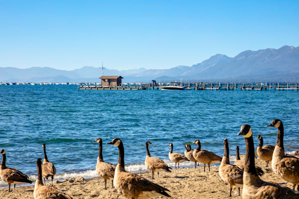 Geese in Tahoe City