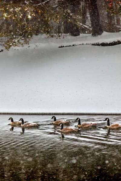 Geese at Donner Creek 1