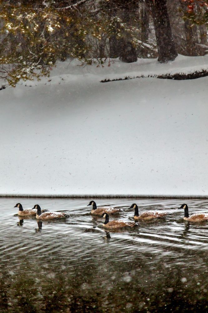 Geese at Donner Creek 1