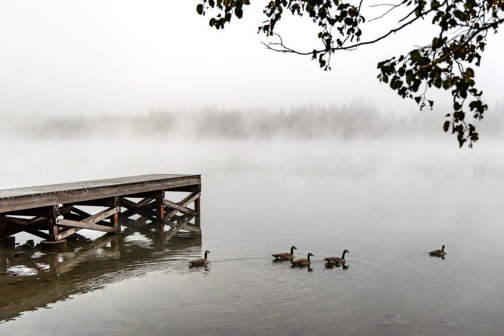 Geese at Donner Lake 1