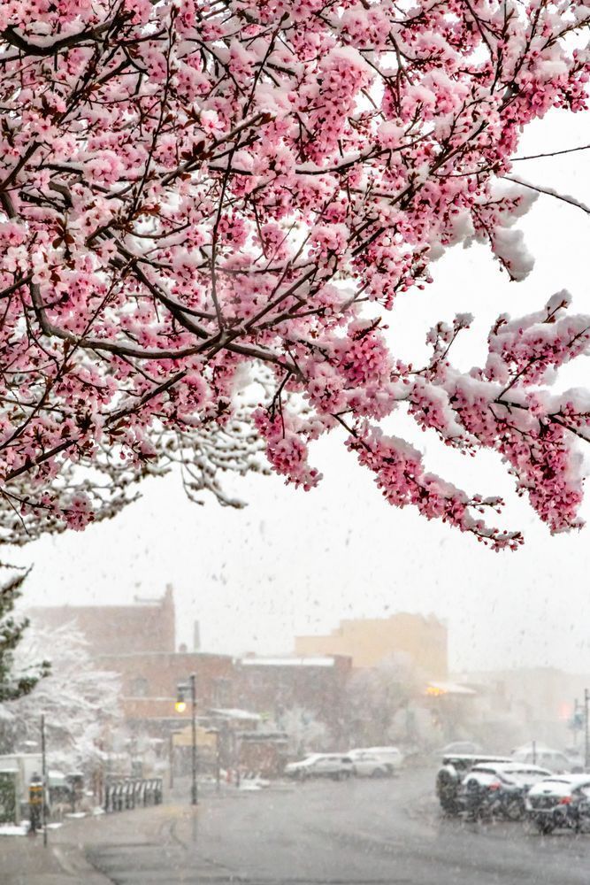 Downtown Truckee 132