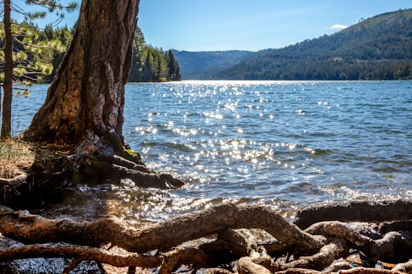 Donner Lake Roots 1