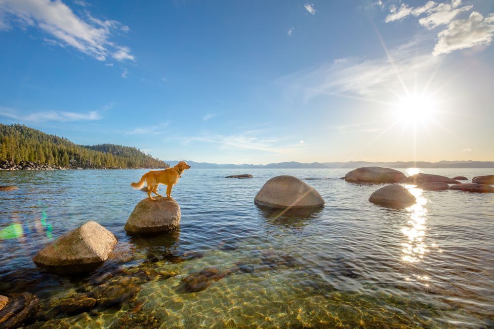Dog at Lake Tahoe 2