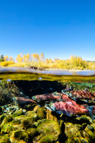 Kokanee in the Little Truckee River 2