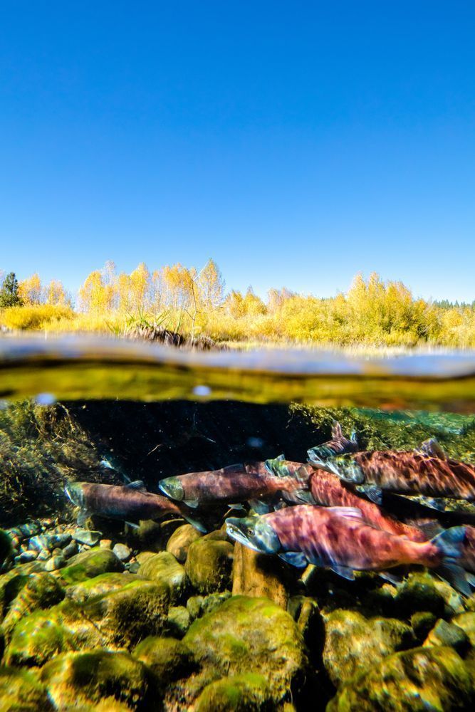 Kokanee in the Little Truckee River 2